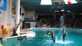 Японски делфини минават на диета