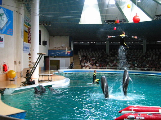 Японски делфини минават на диета