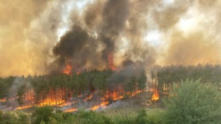 Горски пожар пламна края Девня