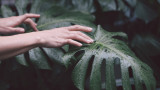  Усещат ли растенията, когато ги допираме 