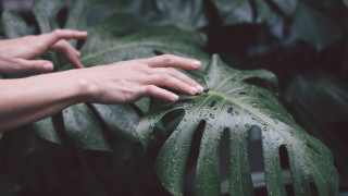 Стайните растения са неизменна част от обстановката на почти всеки