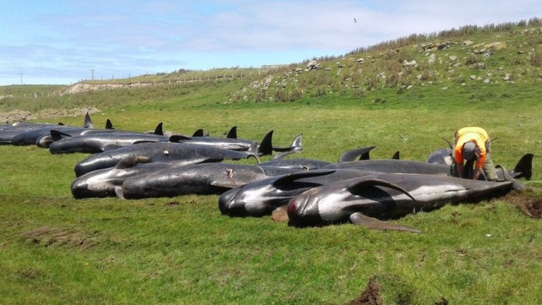 Петдесет и един кита гринди са загинали, след като са
