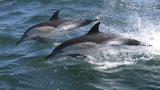 Назаконният улов с мрежи навътре в морето - основният бич за делфините по Черноморието