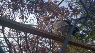 Двете двойки белоглави лешояди на зоопарка в Стара Загора очакват