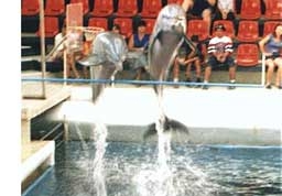 Дечица кръстиха най-малко делфинче във варненския делфинариум