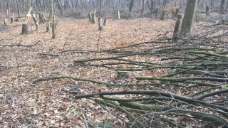 Пловдивчани алармираха за масова сеч в квартал Северен предаде bTV