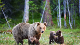 WWF започва дарителска кампания, посветена на кафявите мечки в България