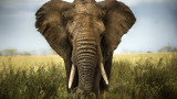  Ракът при слоновете - каква е повода да не се разболяват 