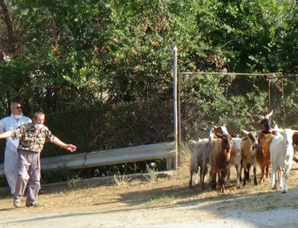 Умъртвяват болните от бруцелоза кози в плевенското село Ракита 