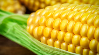 Дали ще я консумираме директно от кочана ще я сложим