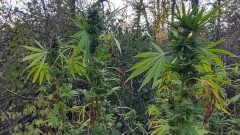Откриха нива с марихуана в речно корито край Крумовград
