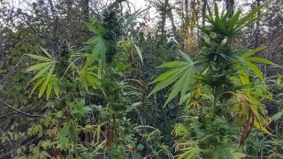 Специализирани операции срещу наркоразпространението се проведоха в Благоевград Ловеч и