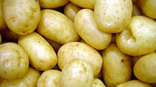 Внезапно нарасна търсенето на родопски картофи