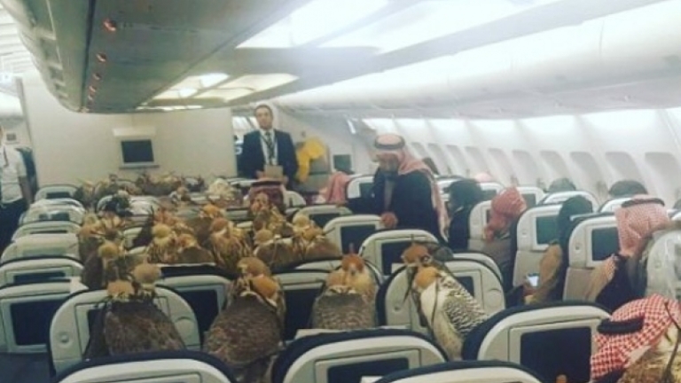 Саудитски принц качи 80 сокола на самолет