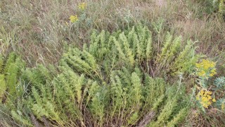 Правителството одобри на заседанието си днес позиция на България по