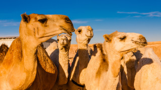 Забраниха на камили с ботокс да участват в саудитски конкурс за красота