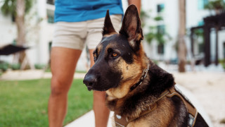 Когато избираме куче обикновено мислим за неговия характер размер или