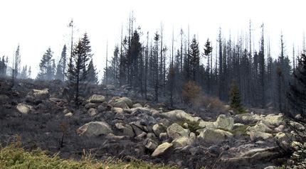 Изображение 137856