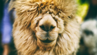 Уикенд в зоокът "Алис"