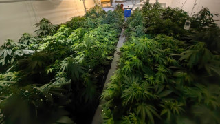 Служите от Първо РУ Варна разкриха оранжерия за отглеждане на марихуана