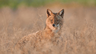 Случаите на приютени диви животни които първоначално хората са взели