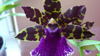 Най-високата орхидея е 2,5 метра