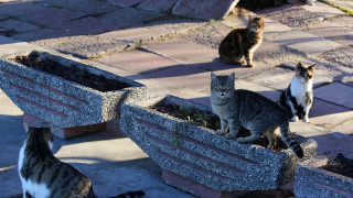 Предимно слънчева събота