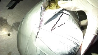 Митничари осуетиха опит за наркотрафик на 6 5 кг марихуана на
