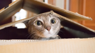 Котката, която пропътува хиляди километри в кашон на Amazon