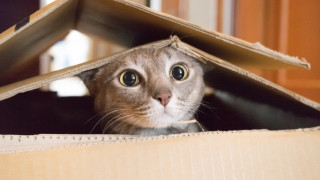 Всеизвестен факт е че котките обичат кутии една доста