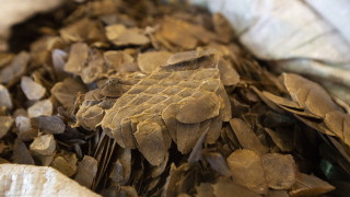 В нелегално пренесени панголини люспести бозайници са открити вируси които