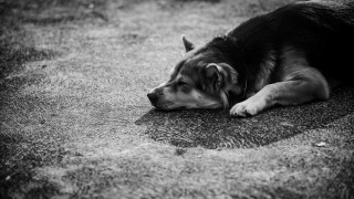 Три мъртви кучета са открити в землището на село Елешница