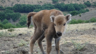 Зубърчето Марина вече се разхожда из Източните Родопи
