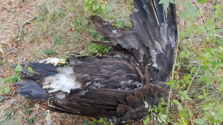 Застреляха черен лешояд в района на Омуртаг като птицата е