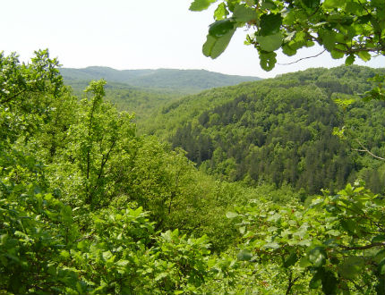 Включват буковите гори на Централен Балкан в каталозите на ЮНЕСКО