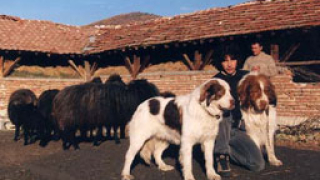 Ваксинират срещу бяс кучетата в София