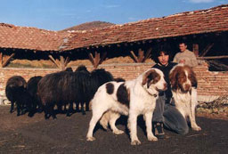 Раздадоха 18 каракачански кучета по програмата ФАР 
