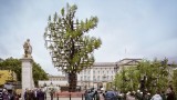 Tree of Trees, платиненият юбилей на кралица Елизабет и специалното дърво пред Бъкингамски дворец