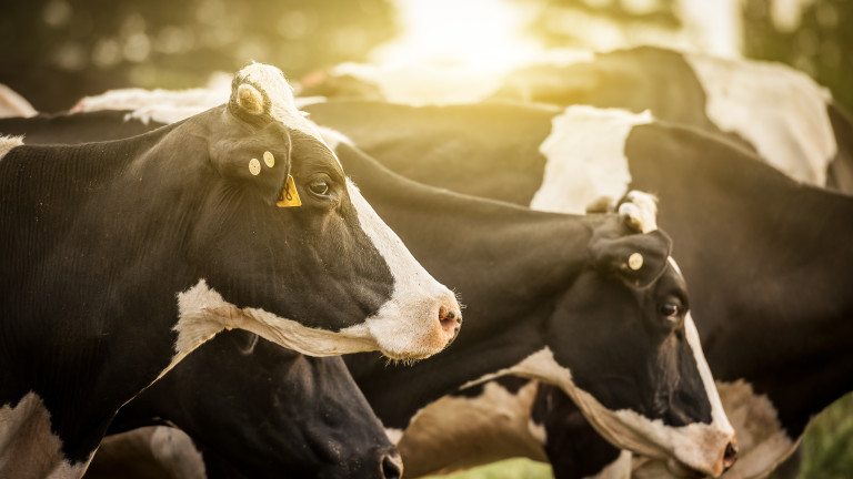 ДФЗ изплати субсидиите по de minimis на близо 14 000 животновъди