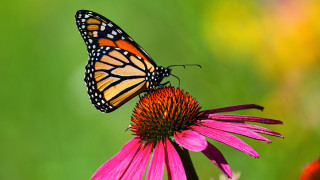 Ще изчезнат ли и пеперудите монарх