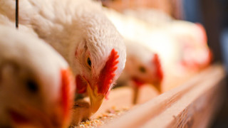 Франция обяви повишена тревога заради разпространението на птичи грип принуждавайки птицефермите