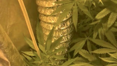 Полицията в Бургас разкри оранжерия за марихуана