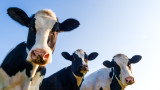 Cow, Андреа Арнолд и трейлър на документалния филм за живота на кравите