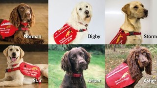 Британски изследователи проучват дали кучетата могат да усетят ако даден