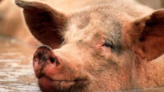 Тест за свинско ще лови некоректни готвачи