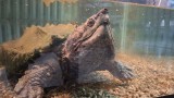 Праисторическа костенурка впечатлява посетителите на зоопарка в София