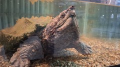 Праисторическа костенурка впечатлява посетителите на зоопарка в София