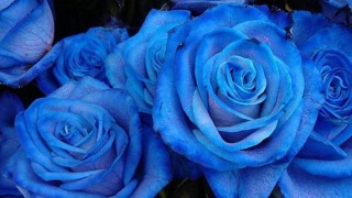 Японци пускат в продажба естествени сини рози