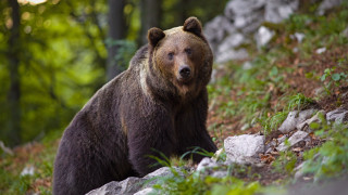 Ловец отстреля мечка стръвница нападала животни край смолянското село Полковник