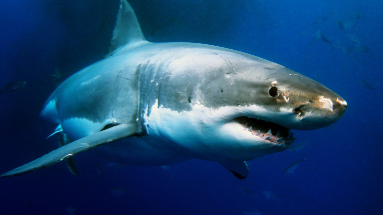Ще ни спасят ли акулите от COVID-19